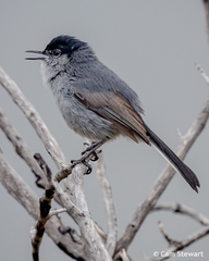 Polioptila californica