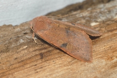 Ammopolia witzenmanni