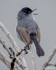 Polioptila californica