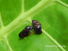 Okiscarta