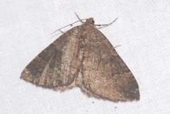 Larentia malvata