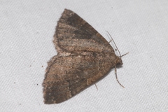 Larentia malvata