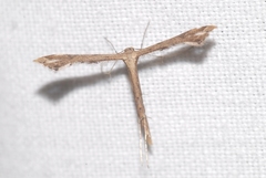 Stenoptilodes taprobanes