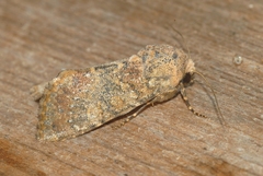 Polymixis argillaceago