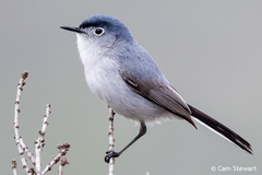 Polioptila caerulea