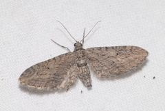 Eupithecia unedonata