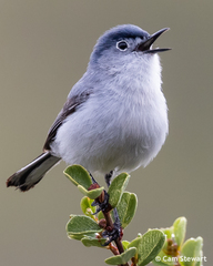 Polioptila caerulea