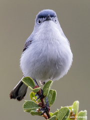 Polioptila caerulea