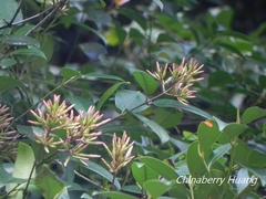 Anodendron benthamianum