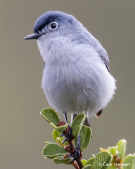 Polioptila caerulea