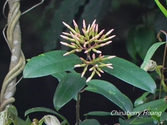 Anodendron benthamianum