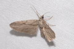 Eupithecia phoeniceata