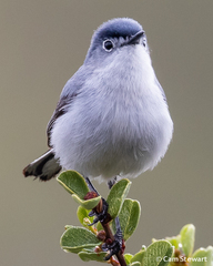 Polioptila caerulea