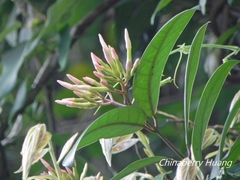Anodendron benthamianum