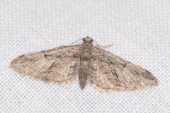 Eupithecia oxycedrata