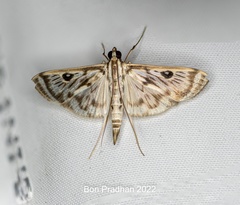Rhimphalea