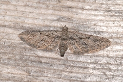 Eupithecia unedonata