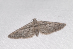 Eupithecia oxycedrata