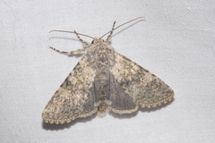 Polymixis xanthomista