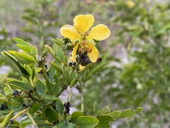 Senna chapmanii