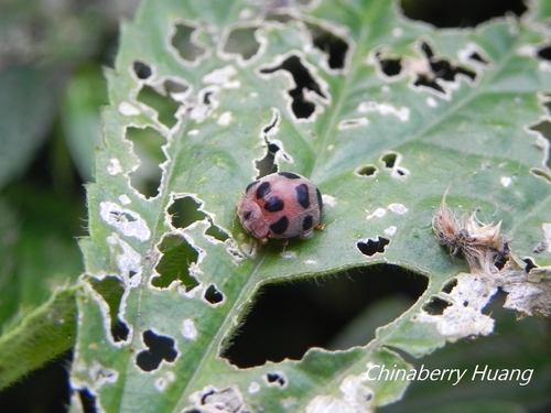 Epilachna crassimala, 2013-03-16