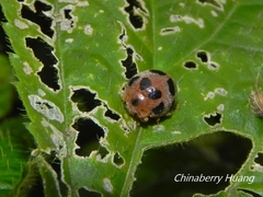 Epilachna crassimala