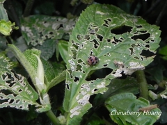 Epilachna crassimala