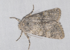 Polymixis xanthomista