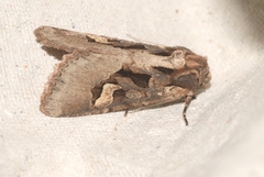 Trigonophora crassicornis