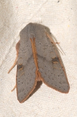 Ammopolia witzenmanni