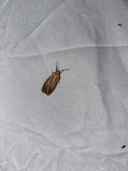 Hypoprepia miniata