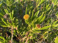 Borrichia arborescens