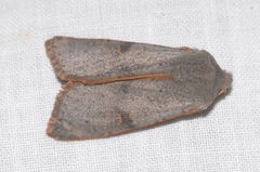 Ammopolia witzenmanni