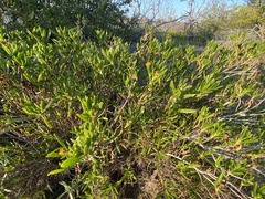 Borrichia arborescens