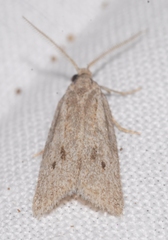 Ditula joannisiana