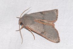 Ammopolia witzenmanni