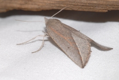 Compsoptera opacaria