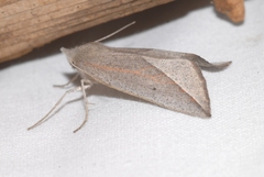 Compsoptera opacaria