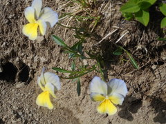 Viola ferrarinii
