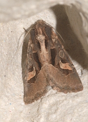 Trigonophora crassicornis