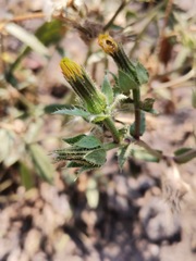 Helminthotheca echioides