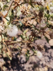 Helminthotheca echioides