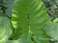 Okiscarta