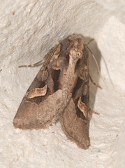 Trigonophora crassicornis