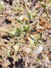 Helminthotheca echioides