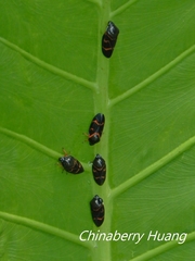 Okiscarta