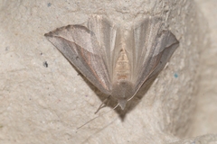 Compsoptera opacaria