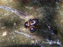Okiscarta