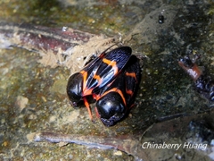 Okiscarta