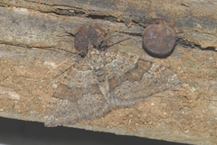 Larentia malvata